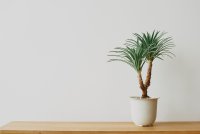 De kracht van kunststof groen in huis