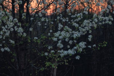 Meer bijen en vlinders in je tuin? Begin hiermee